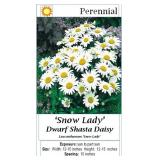 6 Snow Lady White Dwarf Shasta Daisy Plants