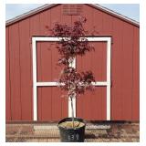 Japanese Bloodgood Red Maple Tree