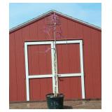 Weeping Ruby Falls Redbud Tree