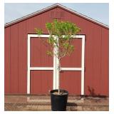 Limelight White Sun Hydrangea Tree