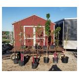 Fruit Tree Orchard Started Collection