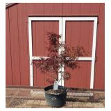 Japanese Red Dragon Weeping Red Maple Tree