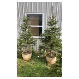 Black Hills Spruce (x2)