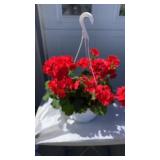 Orange Splash Geranium Hanging Basket