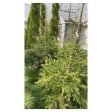 Norway Spruce (x2)