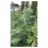 White Pine (x2)