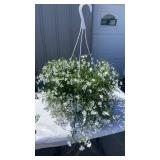 Lobelia Magadi White Hanging Basket