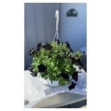 Black Petunia Hanging Baskets
