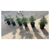 White Pine (x6)