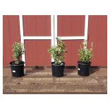 3 Fragrant Magenta Red Butterfly Bush Plants