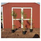 3 Fragrant Sweetheart Pink Lilac Plants