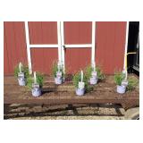 6 Fragrant Super Blue Lavender Plants (Handel Pot)