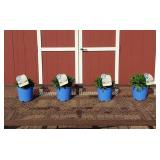 4 Dwarf Whoops A Daisy White Shasta Daisy Plants