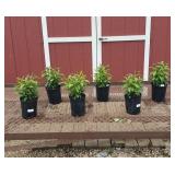 6 Lollipop Purple Grape Garden Phlox Plants