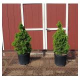 2 Dwarf Alberta Spruce Plants