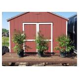 3 Dwarf Fragrant Pink Miss Kim Lilac Plants
