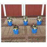 5 Killer Red Hens & Chicks Plants