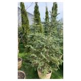Blue Spruce (x2)