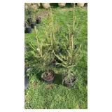 Norway Spruce (x6)