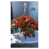 Vigorous Orange Hanging Basket
