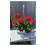 Large Dark Salmon Geranium Hanging Basket
