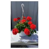 Large Dark Salmon Geranium Hanging Basket