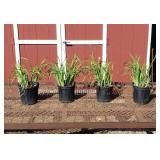 4 Sunfisher Yellow Siberian Iris Plants