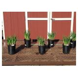 6 Cape Cod Boys Blue Siberian Iris Plants