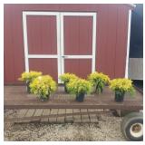 6 Gold Mop Cypress Plants