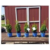 5 Green Mountain Boxwood Plants