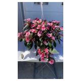 Vigorous Peach Hanging Basket