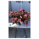 Vigorous Peach Hanging Basket