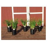 6 Blue Welcome Returns Siberian Iris Plants