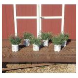 6 Painted Town Red Dianthus Plants