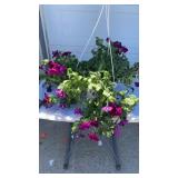 Petunia Hanging Basket