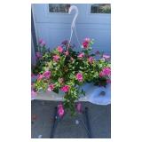 Pink Hibiscus Hanging Basket
