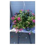 Pink Morning Glory Hanging Basket