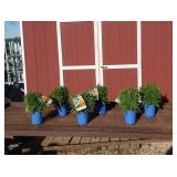 6 Yellow-Red Sunkiss Coreopsis Plants