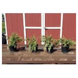 4 Hardy Ghost Fern Plants