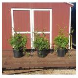3 Scarlet Red Honeysuckle Vine Plants