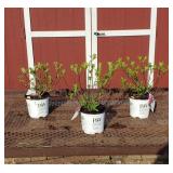 3 Quickfire Fab Sun Hydrangea Plants