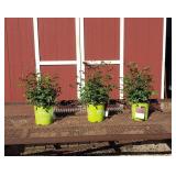 3 Red Double Knock Out Rose Plants
