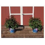 2 Hasslefree Red True Passion Rose Plants