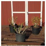 3 Red Lucy Rose of Sharon Plants