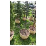Pin Oak Tree