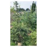 Black Hills Spruce (x2)