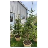Black Hills Spruce (x2)