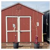 2 Triumph Apple Trees