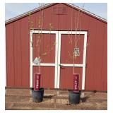 2 Kudos Apple Trees
