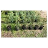 Norway Spruce (x6)